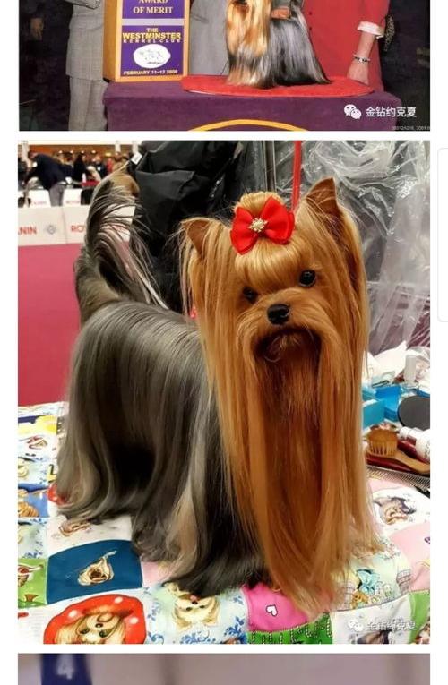 约克夏金头银背很少么？ 约克夏哪种毛色最贵