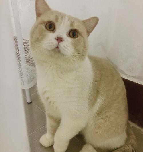 养什么宠物好玩又干净粘人？（粘人又认主人的小宠物）