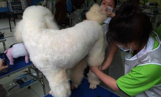 宠物美容师培训费用多少合适？（宠物美容师去哪里学）
