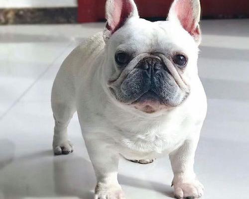 斗牛犬多少钱一只?斗牛犬价格？（斗牛犬价格）