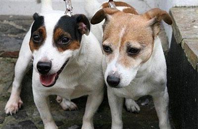 为什么小狗比小猫更通人性？（最通人性的犬）