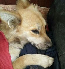 犬瘟后遗症越来越严重？ 犬瘟后期临死前症状