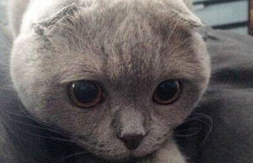 小说作者苏格兰折耳猫介绍？ 苏格兰折耳猫全部小说