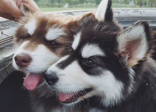 黑狼犬的好处有哪些？（黑狼犬的优点和缺点）