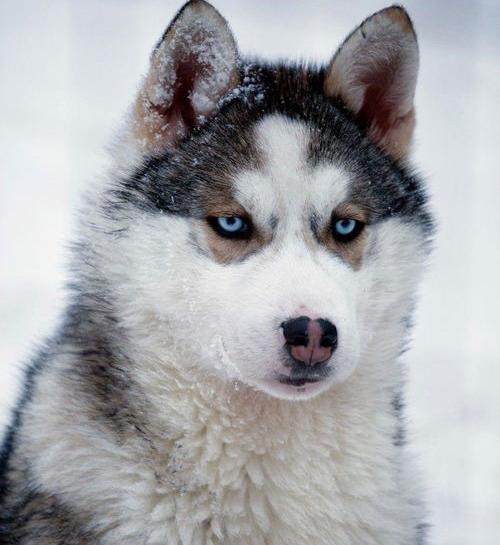 哪个颜色的哈士奇性格最稳定？（哈士奇的特点和性格）