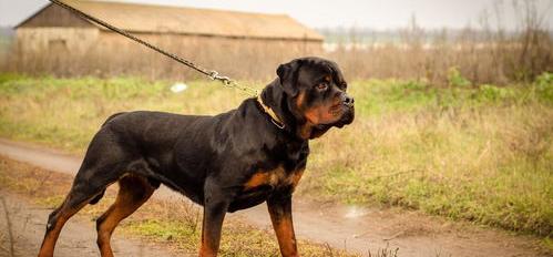 欧洲十大顶级血统犬？（世界名犬）