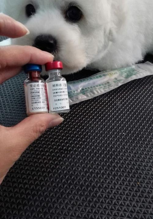 比熊的头骨大小几个月定型？ 比熊几个月开始爆毛