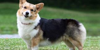 卡迪根威尔士柯基为什么不能断尾？（威尔士柯基犬）