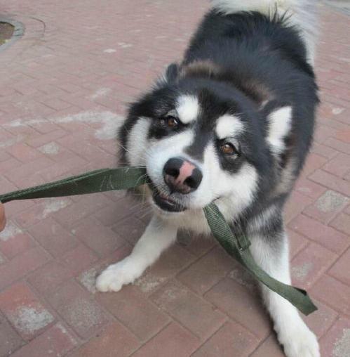 阿拉斯加是护卫犬吗？（阿拉斯加会保护主人吗）