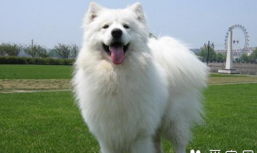 狗狗价格表？ 萨摩耶幼犬的价钱