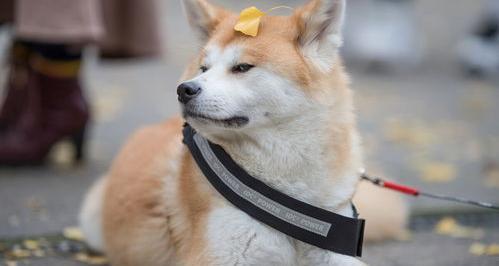秋田犬禁养原因 秋田犬禁养原因是什么（秋田犬为什么禁养）