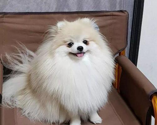 博美的区别？（尖嘴博美和圆嘴博美的区别）