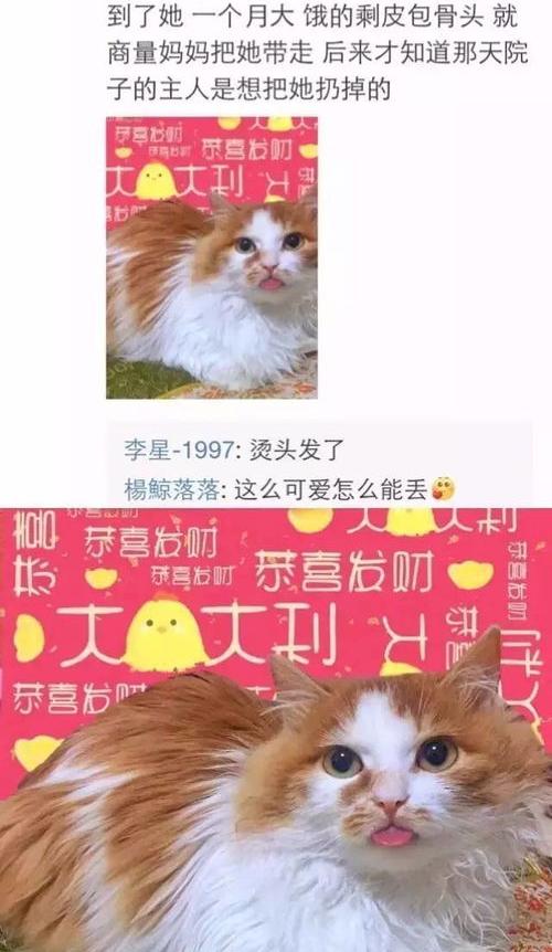 佛说养宠物 佛教说人养猫的缘分