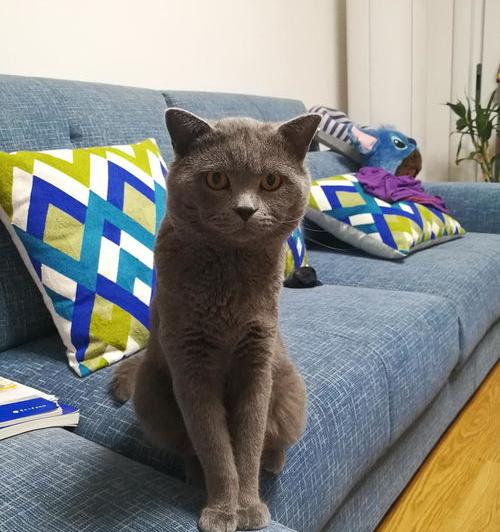 支付宝上门收旧物靠谱吗？ 宠物猫上门回收