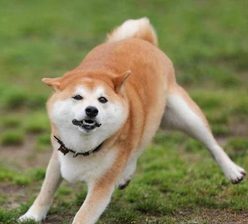 秋田犬和柴犬哪个性格更好更听话？（秋田犬和柴犬哪个好）