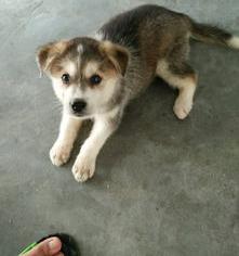 收购哈士奇一只纯种，便宜的来？（哈士奇多少钱一只幼崽）