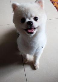 空运狗狗运费得多少钱啊？ 托运一只狗要多少钱