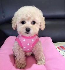 三色花泰迪值钱吗？ 黑泰迪犬价格多少钱一只