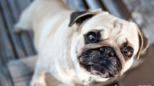 什么样的巴哥犬 最贵？（巴哥犬价格）