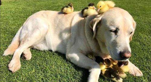 拉布拉多犬在多大时领养比较好？ 0元免费领养拉布拉多犬