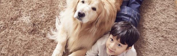 十大狗狗智商排名 世界十大狗狗颜值大排名