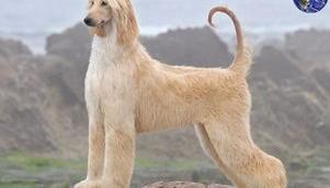 阿富汗猎犬有几种颜色，详细？（阿富汗猎犬）