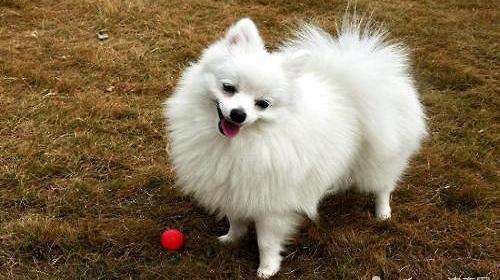 英系博美价格,英系博美多少钱一只（博美犬价格表）