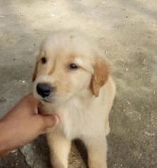 金毛幼犬多少一只？（金毛幼犬价格）