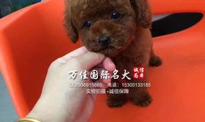 黑色泰迪狗多少钱一只？ 泰迪多少钱一只幼犬