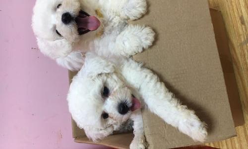 比熊犬价格一般多少钱啊？（小比熊犬市场价多少钱一只）