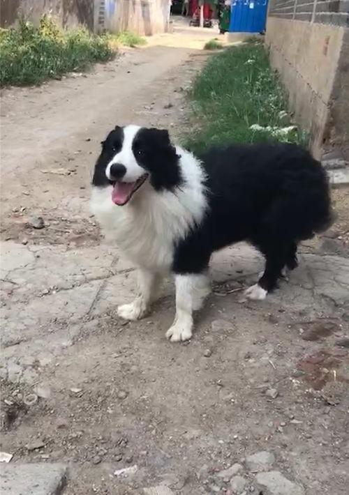 边境牧羊犬的性格怎么样？（边境牧羊犬详细介绍）