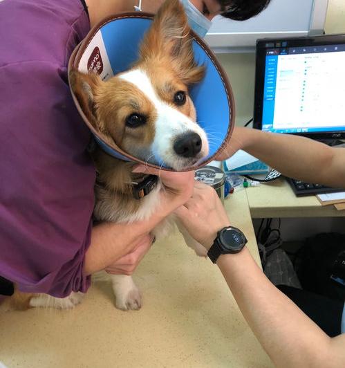 两个月的柯基能打嘛？（为什么柯基不能打）