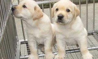 两岁的拉布拉多属于大型犬吗？ 小拉布拉多犬价格200元