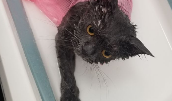 1000块可以买什么猫？（宠物猫咪价格表）