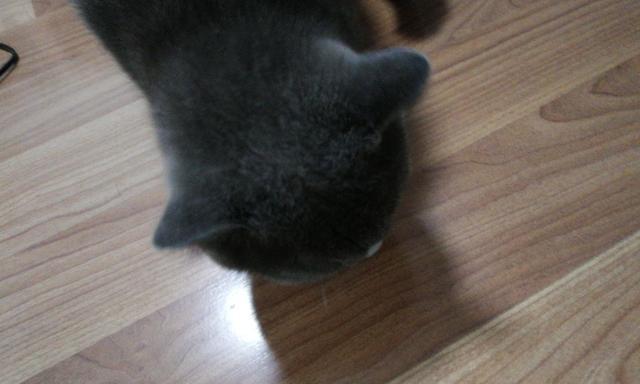 布偶和蓝猫哪个贵？（英短蓝猫多少钱一只）