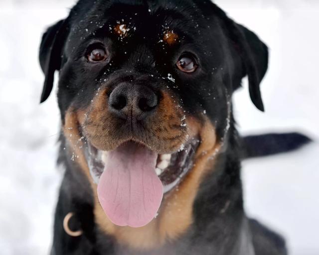 什么样的大型犬最好，最漂亮？（大型犬品种大全带图）