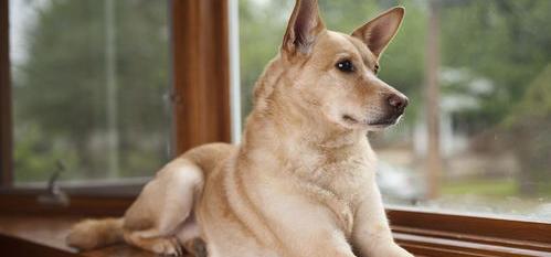 十大名犬短毛温顺？ 十大宠物狗