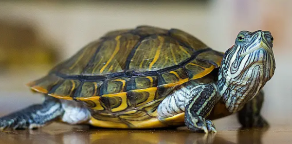 一般巴西龟能活多少年？（巴西龟寿命一般有多少年）