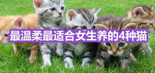 暹罗猫适合新手养吗？（什么猫适合新手女生养）