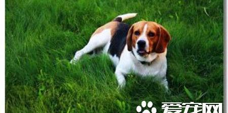 比格犬多少钱一只? 比格犬500元一只