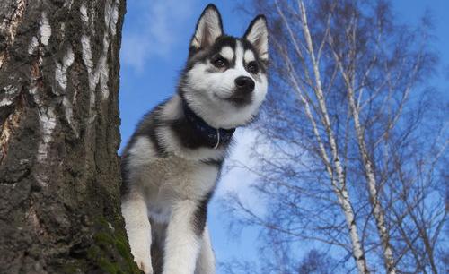 一只成年的哈士奇多少钱.我想买一只？（哈士奇幼犬多少钱一只）