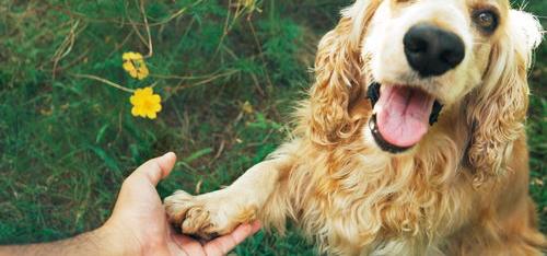 英格兰犬？ 可卡犬优缺点