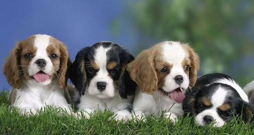 耐力最好的猎犬排名？（猎犬品种）