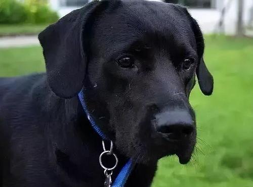 智商高又不掉毛的狗大型犬（智商高又不掉毛的狗）