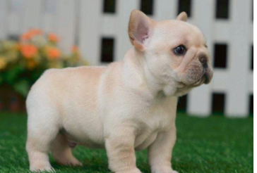 法斗犬排名第几位？（法斗犬的优缺点）