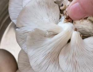 和大厨学的炒平菇的好方法,5分钟出锅好吃又营养,一盘不够吃