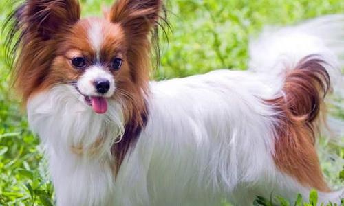 蝴蝶犬和博美有什么区别？（蝴蝶犬的优缺点）