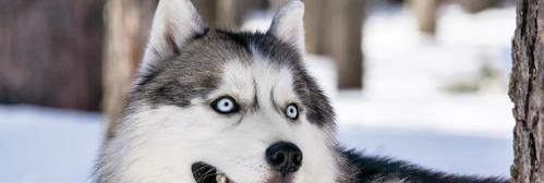 如何让哈士奇认主？（哈士奇真正认主人的表现）