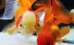 十大最耐寒小型淡水观赏鱼？（十大最好养的金鱼）