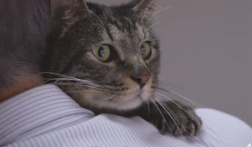 两个月猫多久会忘记猫爸猫妈？（猫对主人的记忆有多久?）